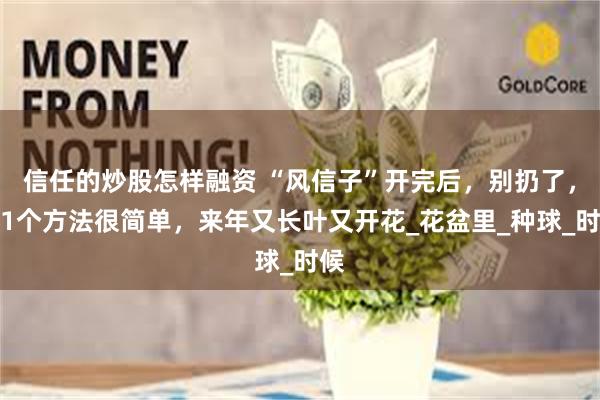 信任的炒股怎样融资 “风信子”开完后，别扔了，有1个方法很简单，来年又长叶又开花_花盆里_种球_时候